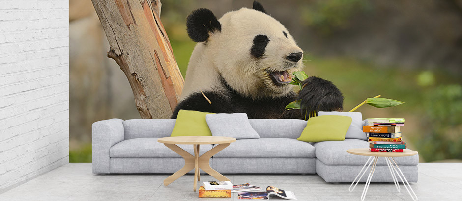bamboopanda,bambooplant panda eating bamboo shoot wallpaper mural, safari, nature