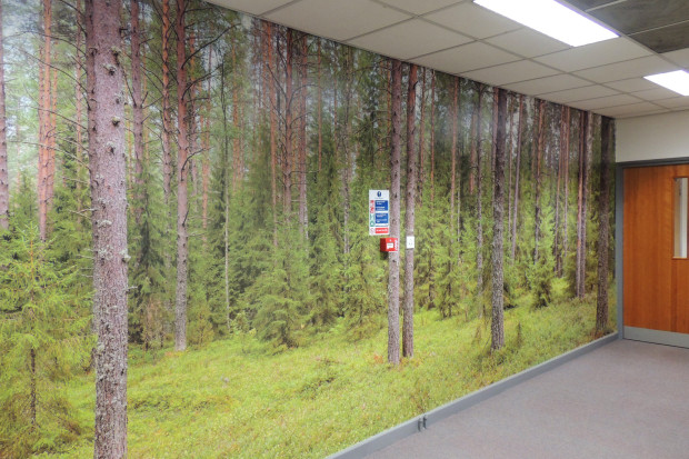 Forest Trees wallpaper mural UK free delivery