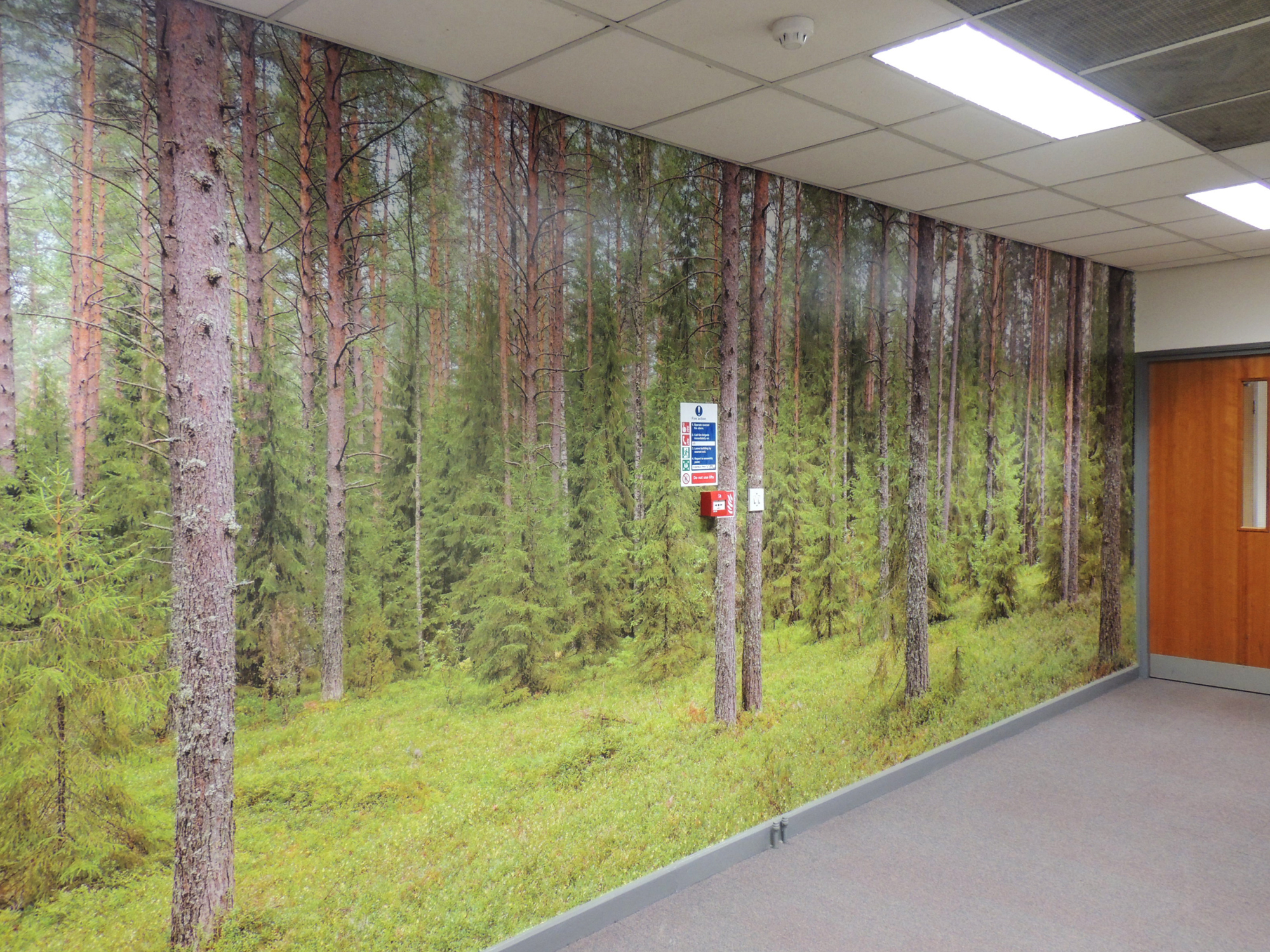 Forest Trees wallpaper mural UK free delivery