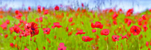 A medow of poppies Wallpaper mural
