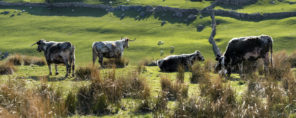 Dales cows at pasture Wallpaper mural