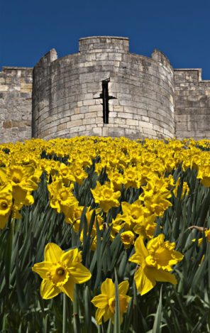York City Wall Daffs Wallpaper mural