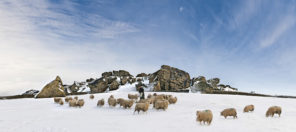 arncliff crag winter sheep Wallpaper mural