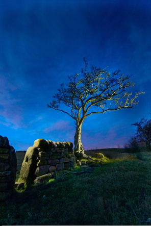 Blue tree addingham Wallpaper mural